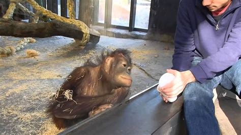 Laugh-Out-Loud Funny: Monkey Laughs at Magic Trick
